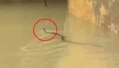 চট্টগ্রামে সাপের কামড়ে আহত ৭৫ জন