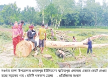 অনুমোদন ছাড়াই সড়কের ২৩৭ গাছ সাবাড়
