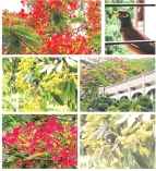 আম-লিচুর তর্কে কৃষ্ণচূড়ার নীরব হাসি   