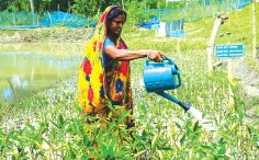 নদীর চরে নারীদের ম্যানগ্রোভ নার্সারি বাড়ছে কর্মসংস্থান  