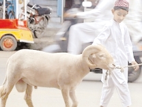 কোরবানির আমল