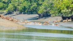জীববৈচিত্র্য রক্ষায় তিন মাস সুন্দরবনে প্রবেশ নিষিদ্ধ