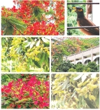 আম-লিচুর তর্কে কৃষ্ণচূড়ার নীরব হাসি