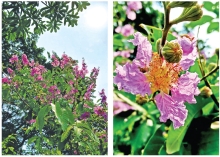 জারুল-সোনালুর মহাকাব্যিক ক্যাম্পাস  
