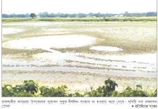 পুকুর-দীঘি সংস্কারের অভাবে উৎপাদনহীন  