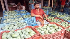 শার্শার বেলতলায় আমের দামে ধস, লোকসানের মুখে আম চাষীরা