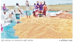 ভুট্টার লোকসান কাটাতে রবিশস্য চাষে জোর  