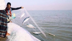 ইলিশ উৎপাদন বাড়াতে সরকারের বিশেষ উদ্যোগ