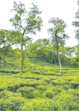 এক কাপ চায়ে প্রকৃতি, বিজ্ঞান ও সংস্কৃতির মেলবন্ধন
