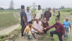 পীরগঞ্জে খাল খননের দুই ধারে ৭ হাজার বৃক্ষরোপণ