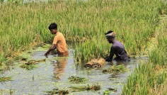 বারহাট্টায় ক্ষতিগ্রস্ত কৃষকদের তালিকা প্রণয়নে ব্যাপক অনিয়ম