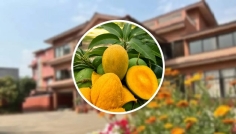 ‘আম কূটনীতি’র মাধ্যমে নেপালে বন্ধুত্বের বার্তা বাংলাদেশের