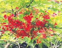 কৃষ্ণচূড়ার রক্তরঙে সজ্জিত ইডেন মহিলা কলেজ ক্যাম্পাস