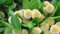 বর্ষার মূর্ছনা নিয়ে ফিরেছে আষাঢ়