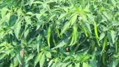 সিরাজগঞ্জের চরাঞ্চলে মরিচের বাম্পার ফলন