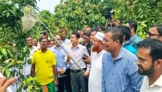 ঐতিহ্যবাহী জিআই পণ্য হাঁড়িভাঙ্গা আমের বাজারজাত শুরু