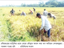 মুন্সীগঞ্জে বোরো ধানের বাম্পার ফলন
