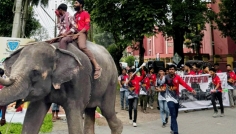 প্রথমবারের মতো বাকৃবিতে হাতি নিয়ে হল ফিস্টের ব্যতিক্রমী শোভাযাত্রা
