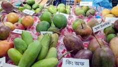 ফল মেলায় উৎসবমুখর পরিবেশ, আমের জয়জয়কার