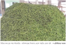 মানিকগঞ্জের কাঁচামরিচ দেশের মধ্যে সেরা 