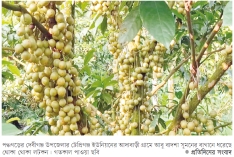 সুপারি বাগানে সাথী ফসল হিসেবে লটকন চাষ