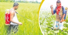 ফসলে লাগামহীন কীটনাশক ও আমাদের স্বাস্থ্য সংকট