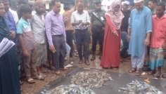 ফেনীতে ওজন বাড়াতে চিংড়ি মাছে জেলি, ৪০ হাজার টাকা জরিমানা