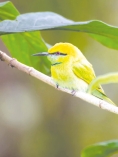 প্রকৃতির রূপালী সুঁইচোরা : ‘বাঁশপাতি’