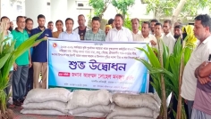 কাউখালীতে কৃষকদের মধ্যে নারিকেল চারা বিতরণ