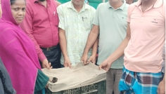ধর্মপাশায় ৫৫ জন সদস্যের মাঝে বিনামূল্যে হাঁসের বাচ্চা বিতরণ