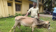 আমতলীতে লামপি স্কিন রোগে দেড় শতাধিক গরুর মৃত্যু