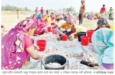 উপকূলে টাইগার চিংড়ি নারীর ভাগ্যবদল     