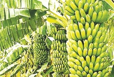 একবার চারা রোপণেই ২৪ মাসে তিনবার ফলন   