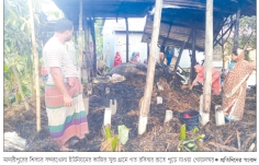 শিবচরে পুড়ল দুই গরুসহ গোয়ালঘর    