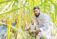 লক্ষ্যমাত্রার বেশি আখ চাষ বাম্পার ফলনের আশা কৃষকের    