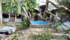 উল্লাপাড়ায় বটগাছের ডাল ভেঙে কালী মন্দির ও দোকানসহ বসতঘর বিধ্বস্ত, আহত ১