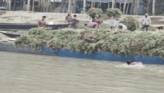 মানিকগঞ্জে চিনা বাদামের বাম্পার ফলন