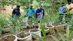 কম খরচে অধিক লাভ, আদা চাষে ঝুঁকছেন সিরাজগঞ্জের কৃষকেরা