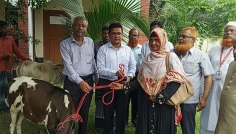 শিবচরে হতদরিদ্র ৬ পরিবারের মাঝে বিনামূল্যে গাভী বিতরণ
