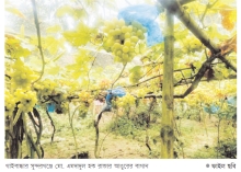 সুন্দরগঞ্জে আঙুর চাষে সফলতা