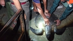 কয়রায় লোকালয় থেকে ৩০ কেজি ওজনের সামুদ্রিক কচ্ছপ উদ্ধার