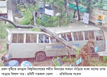 বৃষ্টিতে গোড়ার মাটি নরম হয়ে উপড়ে পড়েছে গাছ  