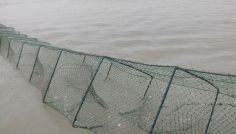 চলনবিলে চায়না দুয়ারি জালে বিপন্ন দেশি মাছ