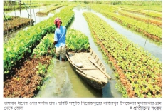 ভাসমান সবজি চাষে সাফল্য   