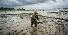 উত্তরবঙ্গে আমন রোপণে ধীরগতি, নতুন বন্যার শঙ্কা