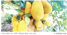 চীনে যাবে কাঁঠাল, গাজীপুরে ব্যাপক আনন্দ-উদ্দীপনা