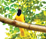 হলুদিয়া পাখি বিলুপ্তির পথে