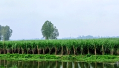 অল্প পুঁজিতে বেশি লাভ, উল্লাপাড়ায় বাড়ছে বাণিজ্যিক আখ চাষ