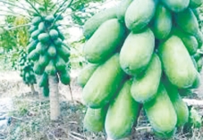পেঁপে চাষে কৃষকের সাফল্য