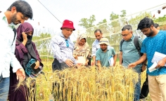 ব্লাস্ট-প্রতিরোধী উচ্চফলনশীল গমের নতুন মিউট্যান্ট লাইন উদ্ভাবন
